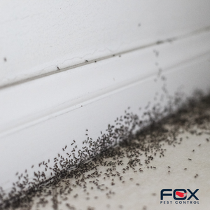 pest control Southend